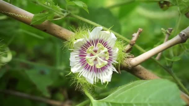 Passiflora Foetida Juga Disebut Passiflora Foetida Bunga Yang Berbau Penuh — Stok Video