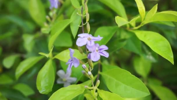 Gold Mound Leaves Also Called Sinyo Nakal Duranta Erecta Teh — Stock Video