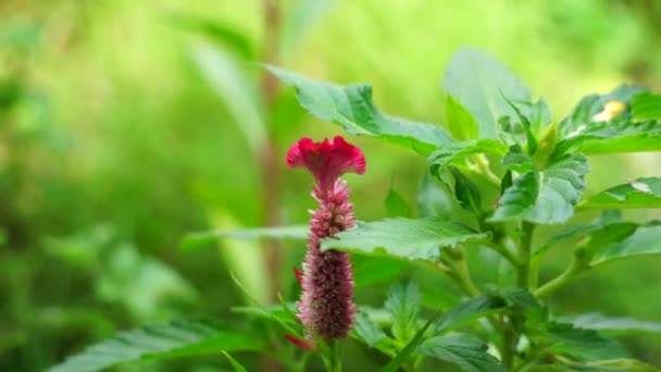 Cockscomb Meestal Celosia Cristata Celosia Argentea Jengger Ayam Plant Met — Stockvideo