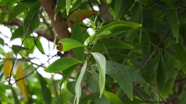 Acacia Aneura Květina Také Volal Mulga Pravý Mulga Akasia Přírodním — Stock video