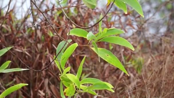 Acacia Aneura Kwiat Zwany Również Mulga Prawdziwa Mulga Akazja Naturalnym — Wideo stockowe