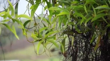 Akasya aneura çiçeği (ayrıca mulga olarak da bilinir, gerçek mulga, akasya) doğal bir arka plana sahiptir.