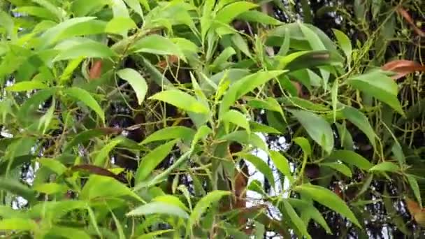 Fleur Acacia Aneura Aussi Appelée Mulga Vraie Mulga Akasia Avec — Video