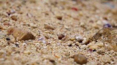 Kumsalda yürüyen deniz kabuğu.