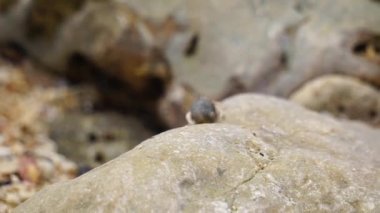 Kumsalda yürüyen deniz kabuğu.