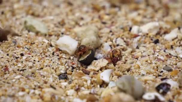 Conch Wandelen Het Strand Zand — Stockvideo