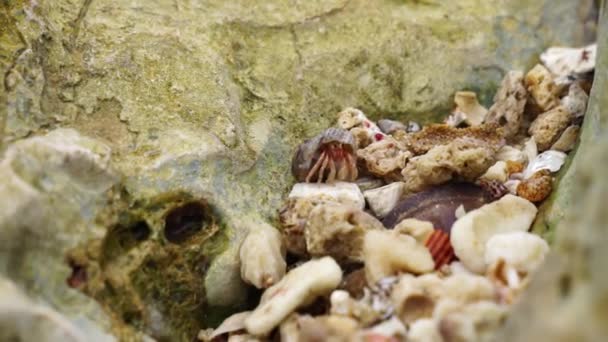 在沙滩上散步的海螺 — 图库视频影像
