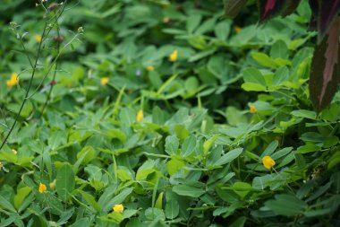 Doğal bir geçmişi olan Arachis pintoi (Pinto fıstığı)