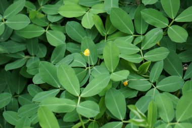 Doğal bir geçmişi olan Arachis pintoi (Pinto fıstığı)