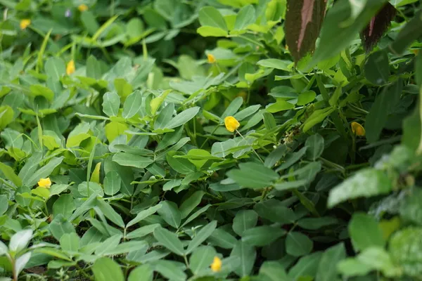 Arachis Pintoi Pinto Erdnuss Mit Natürlichem Hintergrund — Stockfoto