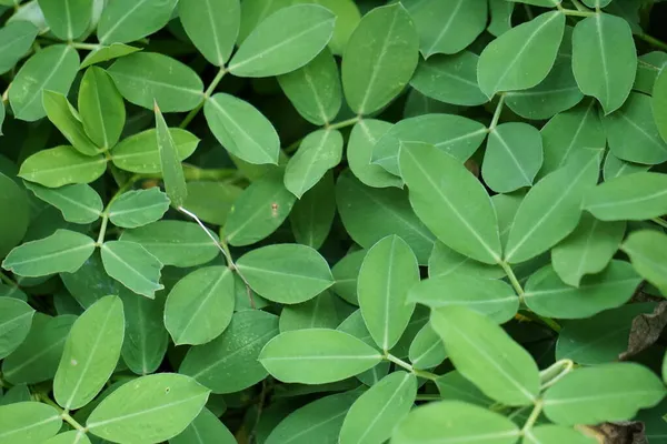 Arachis Pintoi Cacahuete Pinto Con Fondo Natural — Foto de Stock