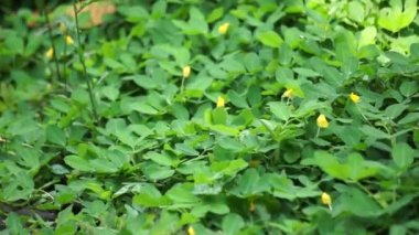 Doğal bir geçmişi olan Arachis pintoi (Pinto fıstığı)