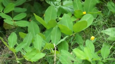 Doğal bir geçmişi olan Arachis pintoi (Pinto fıstığı)