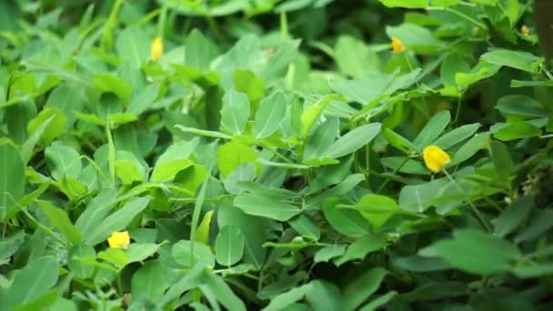 Arachis Pintoi Amendoim Pinto Com Fundo Natural — Vídeo de Stock