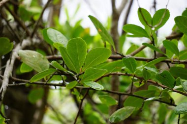 Doğal bir geçmişi olan dikenli bir ağaç.