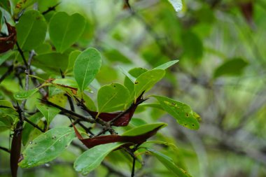 Doğal bir geçmişi olan dikenli bir ağaç.