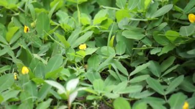 Doğal bir geçmişi olan Arachis pintoi (Pinto fıstığı)