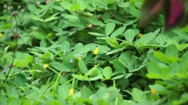 Doğal bir geçmişi olan Arachis pintoi (Pinto fıstığı)