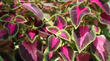 Coleus scutellarioides doğal bir geçmişe sahip.