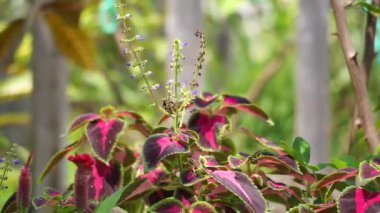 Coleus scutellarioides doğal bir geçmişe sahip.