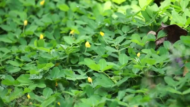 Arachis Pintoi Arachidi Pinto Con Sfondo Naturale — Video Stock