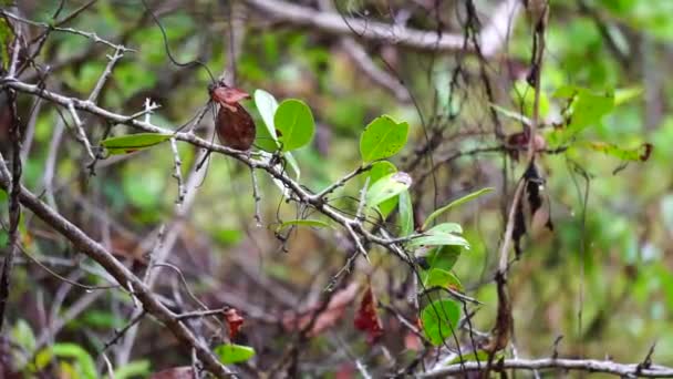 Thorny Træ Med Naturlig Baggrund – Stock-video