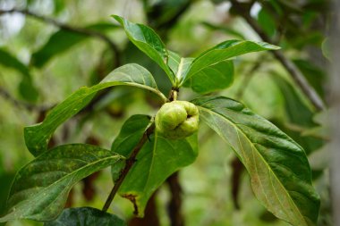 Ağaçta Morinda citrifolia (harika morinda, Hint dutu, noni, plaj dutu, peynir meyvesi). Polinezya kültürlerinde yeşil meyve, yaprak ve kök genel bir tonik olarak kullanılmış olabilir.