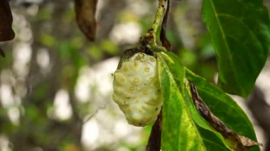 Ağaçta Morinda citrifolia (harika morinda, Hint dutu, noni, plaj dutu, peynir meyvesi). Polinezya kültürlerinde yeşil meyve, yaprak ve kök genel bir tonik olarak kullanılmış olabilir.