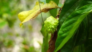 Ağaçta Morinda citrifolia (harika morinda, Hint dutu, noni, plaj dutu, peynir meyvesi). Polinezya kültürlerinde yeşil meyve, yaprak ve kök genel bir tonik olarak kullanılmış olabilir.