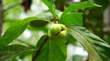 Ağaçta Morinda citrifolia (harika morinda, Hint dutu, noni, plaj dutu, peynir meyvesi). Polinezya kültürlerinde yeşil meyve, yaprak ve kök genel bir tonik olarak kullanılmış olabilir.