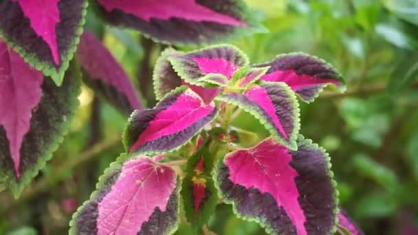 Coleus Scutellarioides Com Fundo Natural — Vídeo de Stock