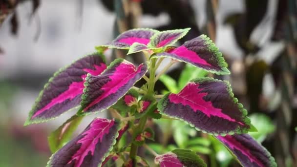 Coleus Scutellarioides Přírodním Pozadím — Stock video