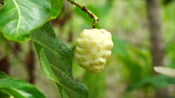 Morinda Citrifolia Wielka Morinda Morwa Indyjska Noni Morwa Plażowa Owoce — Wideo stockowe