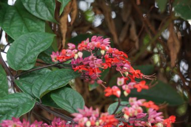 Ağaçta çiçekler var. Tiymelaeaceae familyasından 70 ile 95 arasında yaprak döken ve her zaman yeşil olan bir bitki türü.