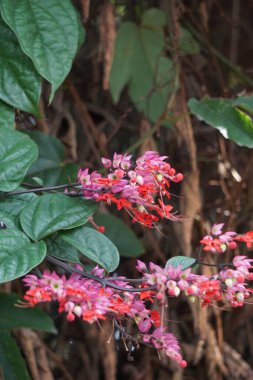 Ağaçta çiçekler var. Tiymelaeaceae familyasından 70 ile 95 arasında yaprak döken ve her zaman yeşil olan bir bitki türü.