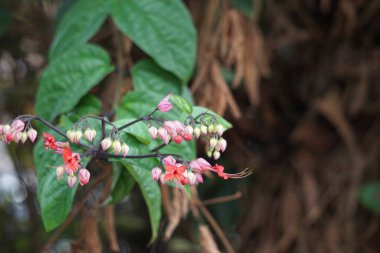 Ağaçta çiçekler var. Tiymelaeaceae familyasından 70 ile 95 arasında yaprak döken ve her zaman yeşil olan bir bitki türü.