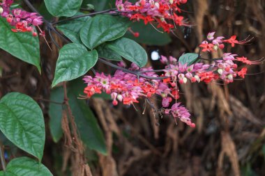 Ağaçta çiçekler var. Tiymelaeaceae familyasından 70 ile 95 arasında yaprak döken ve her zaman yeşil olan bir bitki türü.