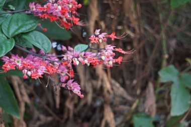 Ağaçta çiçekler var. Tiymelaeaceae familyasından 70 ile 95 arasında yaprak döken ve her zaman yeşil olan bir bitki türü.