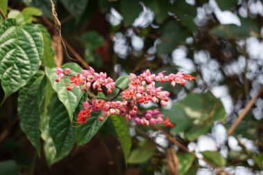Ağaçta çiçekler var. Tiymelaeaceae familyasından 70 ile 95 arasında yaprak döken ve her zaman yeşil olan bir bitki türü.
