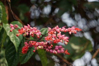 Ağaçta çiçekler var. Tiymelaeaceae familyasından 70 ile 95 arasında yaprak döken ve her zaman yeşil olan bir bitki türü.