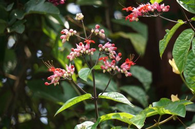 Ağaçta çiçekler var. Tiymelaeaceae familyasından 70 ile 95 arasında yaprak döken ve her zaman yeşil olan bir bitki türü.