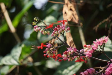 Ağaçta çiçekler var. Tiymelaeaceae familyasından 70 ile 95 arasında yaprak döken ve her zaman yeşil olan bir bitki türü.