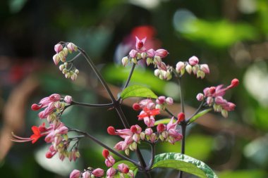 Ağaçta çiçekler var. Tiymelaeaceae familyasından 70 ile 95 arasında yaprak döken ve her zaman yeşil olan bir bitki türü.