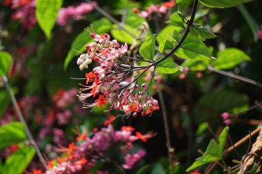 Ağaçta çiçekler var. Tiymelaeaceae familyasından 70 ile 95 arasında yaprak döken ve her zaman yeşil olan bir bitki türü.