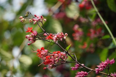 Ağaçta çiçekler var. Tiymelaeaceae familyasından 70 ile 95 arasında yaprak döken ve her zaman yeşil olan bir bitki türü.