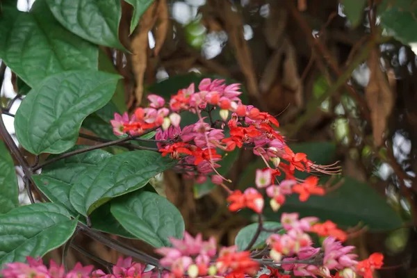 Ağaçta çiçekler var. Tiymelaeaceae familyasından 70 ile 95 arasında yaprak döken ve her zaman yeşil olan bir bitki türü.