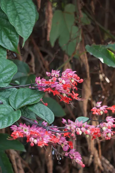 Ağaçta çiçekler var. Tiymelaeaceae familyasından 70 ile 95 arasında yaprak döken ve her zaman yeşil olan bir bitki türü.