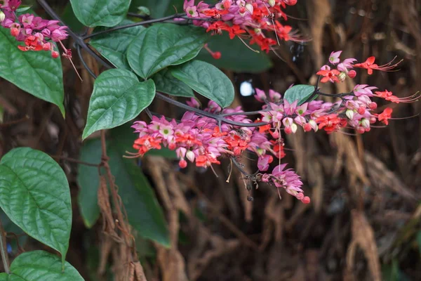 Ağaçta çiçekler var. Tiymelaeaceae familyasından 70 ile 95 arasında yaprak döken ve her zaman yeşil olan bir bitki türü.