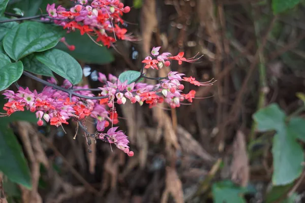 Ağaçta çiçekler var. Tiymelaeaceae familyasından 70 ile 95 arasında yaprak döken ve her zaman yeşil olan bir bitki türü.
