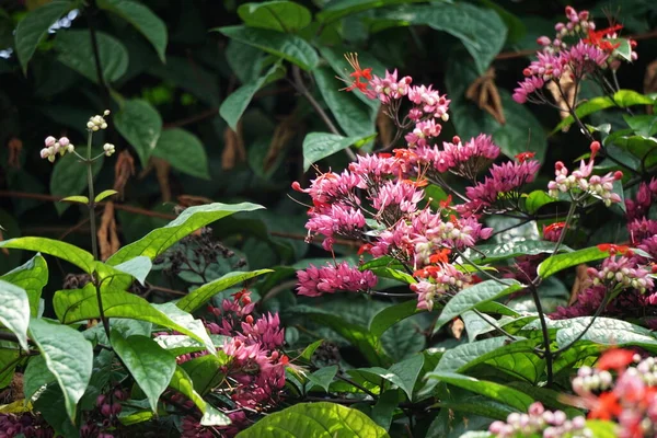 Fiore Daphnes Sull Albero Daphne Sono Piante Con Genere Compreso — Foto Stock